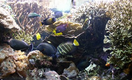 Korallenriff und bunte Fische