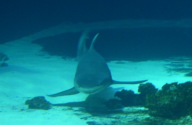 Sandtigerhai im Ozeanbecken